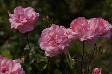 quantum valentine roses on different scales and macro photography