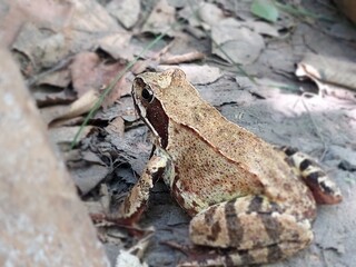 frog on the ground