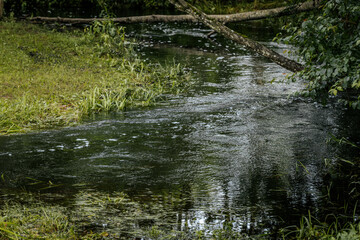 A peaceful forest stream flows beneath leaning trees and dense green foliage, capturing the peace of nature in a shady forest scene.