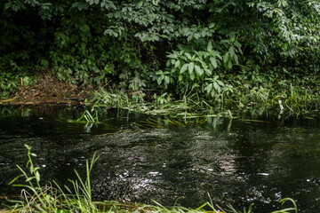 A calm stream flows through a lush, deciduous forest, with ripples and light reflections on the water's surface and dense greenery along the banks.