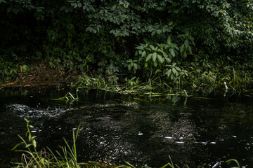 A calm stream flows through a lush, deciduous forest, with ripples and light reflections on the water's surface and dense greenery along the banks.