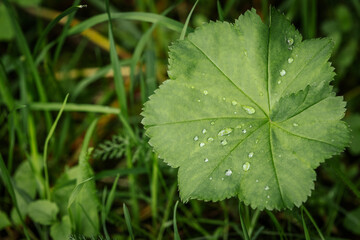 A single green leaf rests in green grass, adorned with scattered dewdrops that highlight its textured surface and jagged edges.