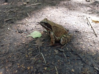 frog on the ground