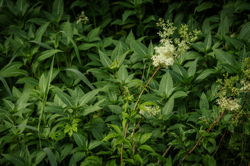 Fototapeta premium A lush meadow filled with tall green plants, white meadowsweet flowers, and scattered pink wildflowers, thriving in a natural summer setting.