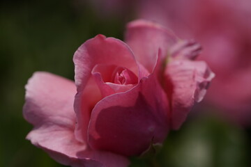 quantum valentine roses on different scales and macro photography