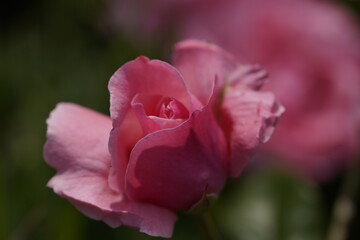 quantum valentine roses on different scales and macro photography
