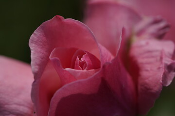 quantum valentine roses on different scales and macro photography