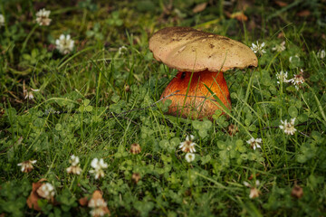 A striking red and tan mushroom grows among green grass and clover, surrounded by small white flowers and natural forest ground cover elements.