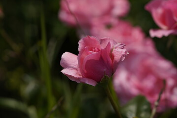 quantum valentine roses on different scales and macro photography