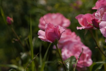 quantum valentine roses on different scales and macro photography