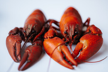 Multiple bright red boiled crawfish lined up diagonally on a white background, with copy space on...