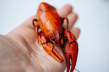 A freshly cooked red lobster is cradled in a human hand, showcasing its glossy shell and vibrant color against a soft white background with copy space.