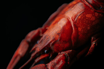 A detailed close-up of a bright red cooked lobster, highlighting its claws and textured shell against a black background.