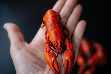  A small cooked red lobster is placed in an open human hand, showcasing its size and texture...