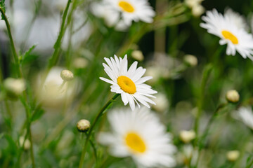 Obraz premium Daisies, resembling little suns, brighten the fields with their cheerful simplicity. These modest flowers not only please the eye but also benefit the body as a fragrant herbal tea.