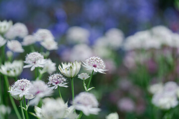 Umbelliferous plants are part of the decoration of our flower beds and meadows with their delicate...