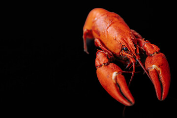 A detailed close-up of a bright red cooked lobster, highlighting its claws and textured shell against a black background.