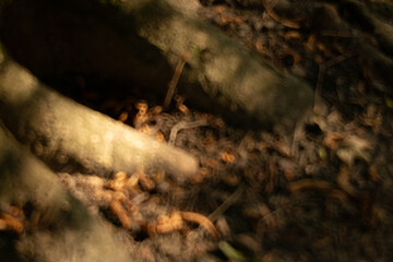 blurred brown abstraction dirt ground dusk twilight lighting