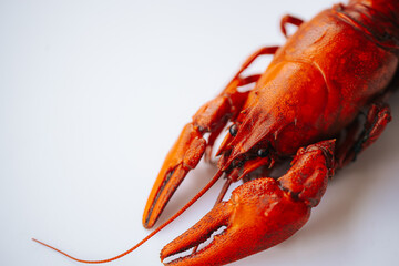 A vivid red boiled crawfish lies on a clean white surface with ample copy space on the left side.