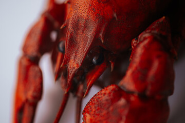 A vivid red boiled crawfish lies on a clean white surface with ample copy space on the left side.