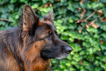 German Shepherd portrait with green background