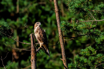Myszołów  (Buteo buteo) czekający na swoją zdobycz. Ptak drapieżni na czatowni ze złamanej sosny