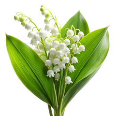 Lily of the valley isolated on transparent background full depth of field delicate spring flower