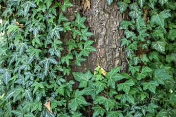 Close-up of textured tree bark entwined with vibrant green ivy. Natural pattern and organic contrast, full frame. Fresh forest feel, ideal for background or botanical themes