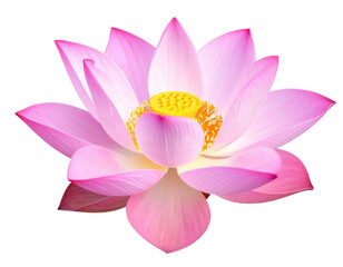 Fototapeta premium Delicate Lotus Flower Isolated on Transparent Background PNG for Spiritual and Nature-Themed Designs