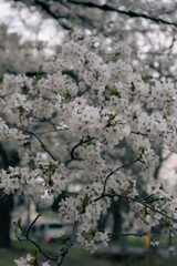 Macro shot of cherry blossoms in full bloom