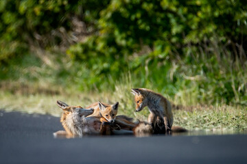 Samica lisa rudego (Vulpes vulpes) z młodymi na drodze asfaltowej. Problem kolizji dzikich zwierząt z samochodami. Odszkodowanie za wypadek ze zwierzętami