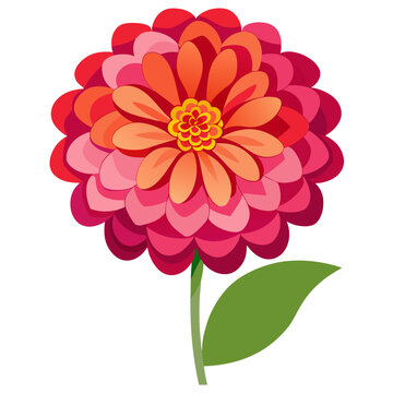  zinnia flower