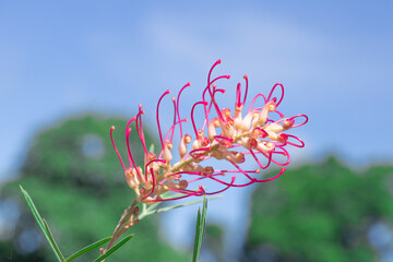 Grevillea Flower (Spirit Of Anzac) with long curved bright red stamens emerging from white and green buds and calyces that contrast nicely against the foliage.