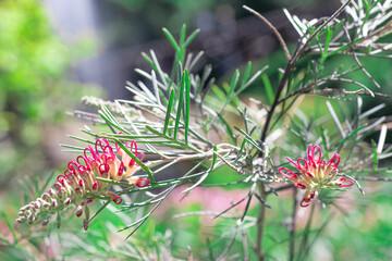 Grevillea Flower (Spirit Of Anzac) with long curved bright red stamens emerging from white and green buds and calyces that contrast nicely against the foliage.