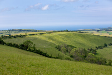 sheep in green grassy meadows of south devon