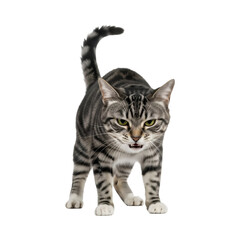 british shorthair cat, Cat in a threatening pose, isolated on a transparent background.