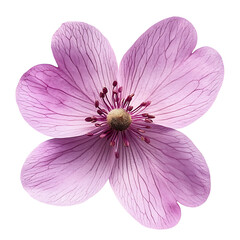 Fototapeta premium Windflower Petal png