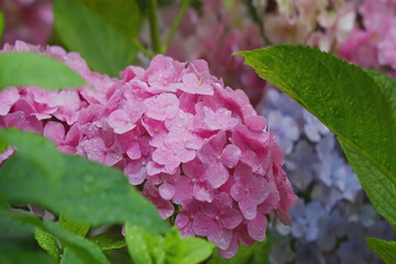 Cluster of bright pink hydrangeas, covered in fresh water droplets, other hydrangeas are out of focus in shades of pale purple and lavender