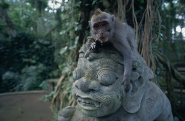 Indonésie, Bali, Le sanctuaire de Padangtegal, Macaque a longue queue