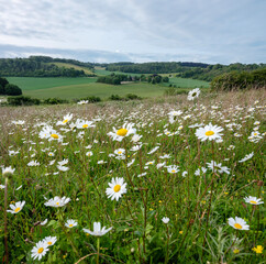 daisy flowers on the foreground in spring ladscape with farm in english county of kent