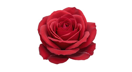 Vibrant Red Rose Flower Bloom Transparent Background Beauty Nature