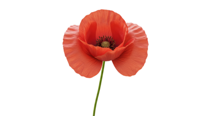 Vibrant Red Poppy Flower Isolated Bloom Nature Plant Remembrance Transparent Background