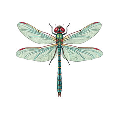Had dragonfly lice color vector on white background.02