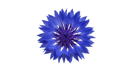 Vibrant Blue Cornflower Blossom Centaurea Cyanus Floral Plant Nature Bloom