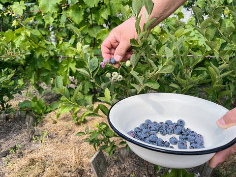 Male's hand picking blueberries in the garden. Harvest from a local farm. Local produduce. Farm to table food concept - Powered by Adobe