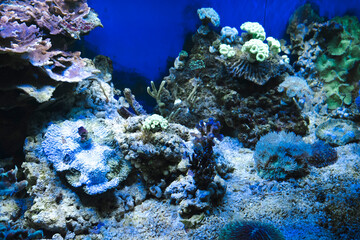 A captivating view of diverse, vibrant corals and aquatic life in an aquarium, showcasing the intricate beauty and delicate ecosystem of an underwater world.