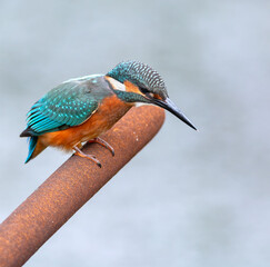 Common kingfisher, Alcedo atthis. A young male bird sits on a cattail and waits for prey