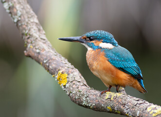 Common kingfisher, Alcedo atthis. A young female bird sits on a beautiful branch, flat background