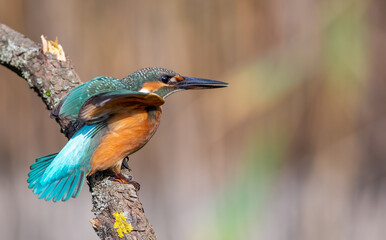 Common kingfisher. A bird sits on a branch and stretches its wings, beautiful background