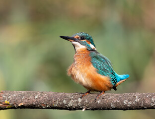 Common kingfisher, Alcedo atthis. A bird sits on a branch, wagging its tail